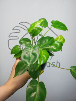 Philodendron Burle Marx | 20-25cm