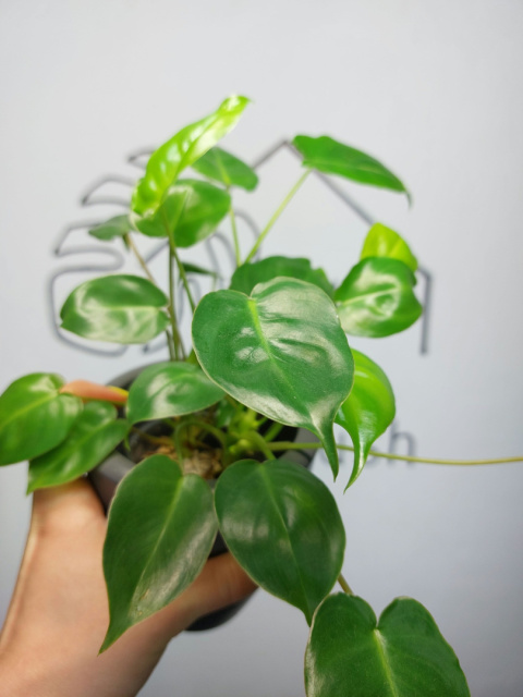 Philodendron Burle Marx | 20-25cm