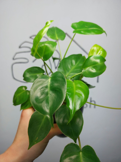 Philodendron Burle Marx | 20-25cm