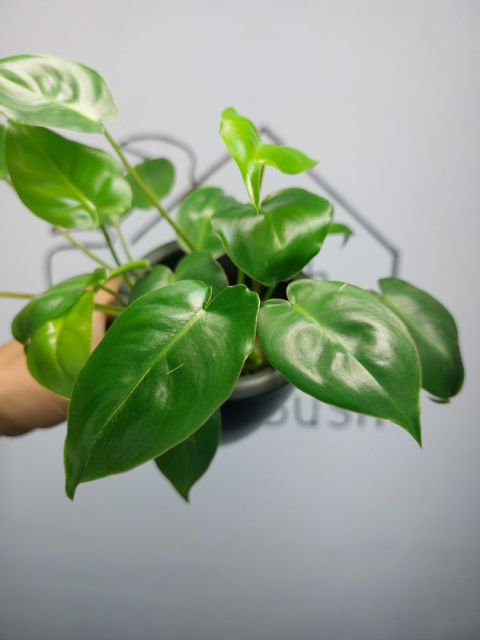 Philodendron Burle Marx | 20-25cm