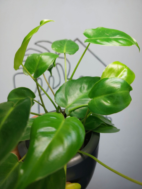 Philodendron Burle Marx | 20-25cm