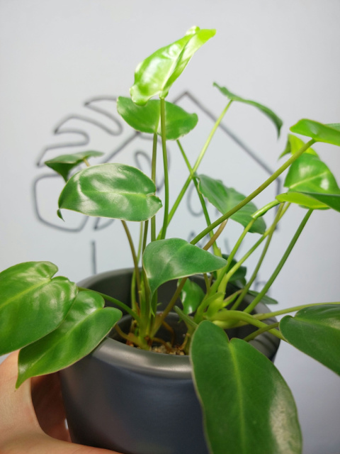 Philodendron Burle Marx | 20-25cm