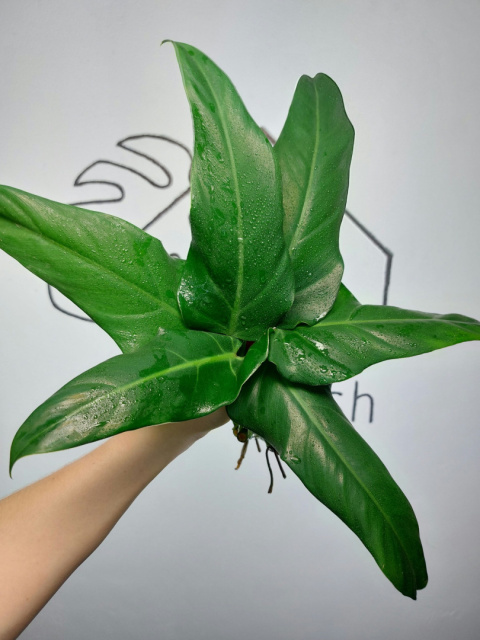 Philodendron Domesticum | Pędówka XL