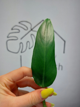 Philodendron Domesticum | Pędówka