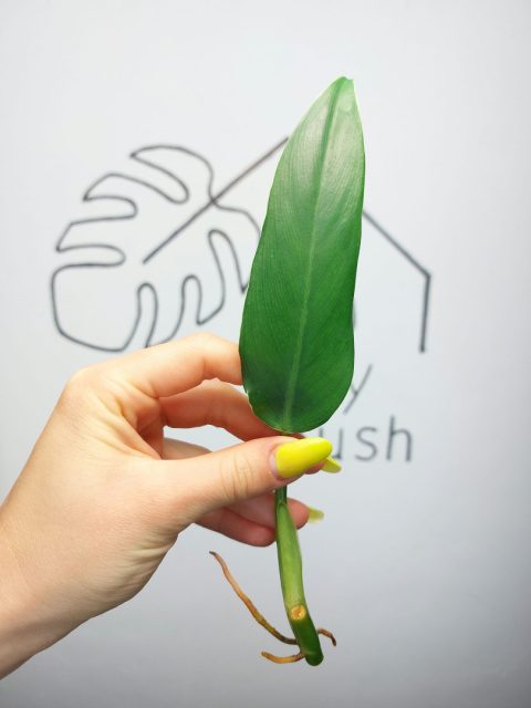 Philodendron Domesticum | Pędówka