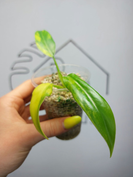 Philodendron Domesticum Variegata | Sadzonka 7 | 10cm