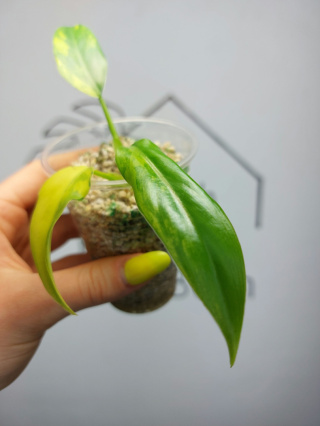 Philodendron Domesticum Variegata | Sadzonka 7 | 10cm