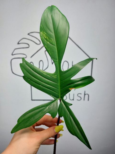 Philodendron Florida Beauty | Pędówka 5