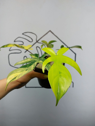 Philodendron Florida Beauty | Sadzonka 16 | 20cm