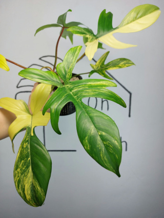 Philodendron Florida Beauty | Sadzonka 17 | 25cm