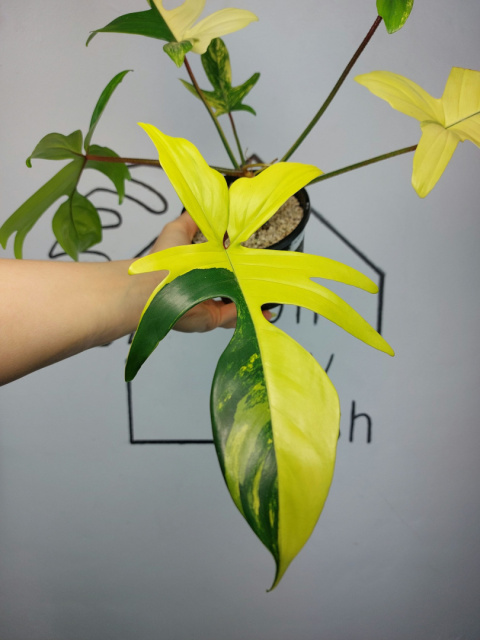 Philodendron Florida Beauty | Sadzonka 17 | 25cm