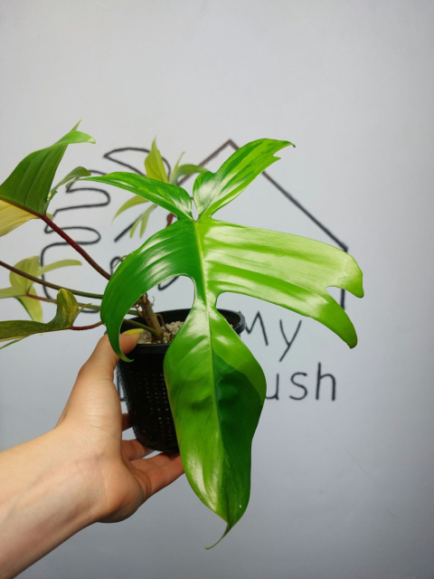 Philodendron Florida Beauty | Sadzonka 17 | 25cm