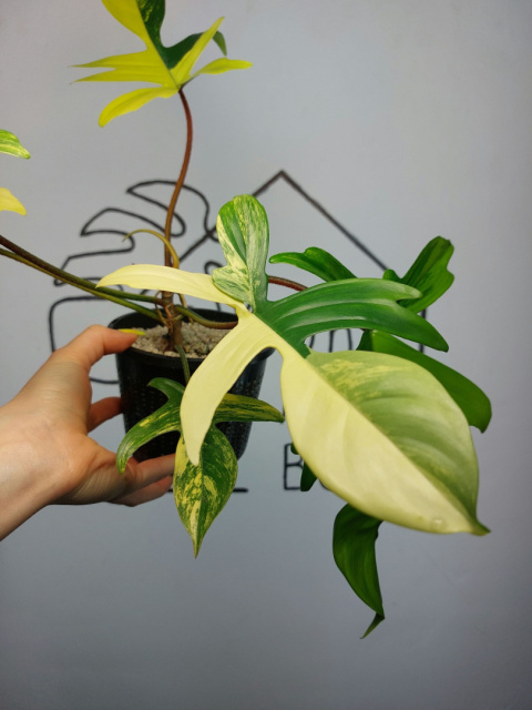 Philodendron Florida Beauty | Sadzonka 17 | 25cm