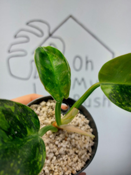 Philodendron Green Congo Hybrid Variegata | Sadzonka 4 | 15cm
