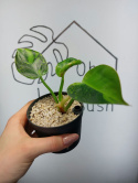 Philodendron Green Congo Hybrid Variegata | Sadzonka 4 | 15cm