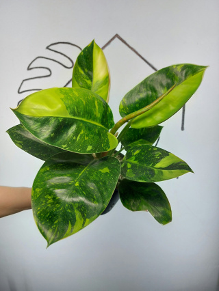 Philodendron Green Congo Hybrid Variegata | Sadzonka 5 | 40cm