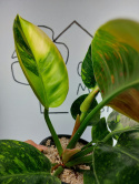 Philodendron Green Congo Hybrid Variegata | Sadzonka 5 | 40cm