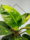 Philodendron Green Congo Hybrid Variegata | Sadzonka 5 | 40cm