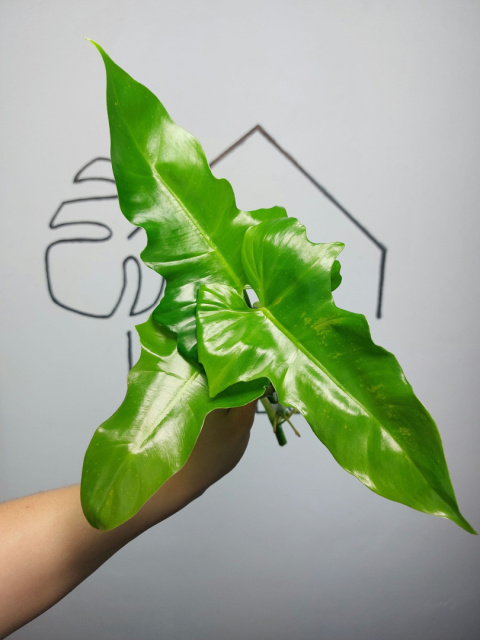 Philodendron Green Dragon | Szczyt