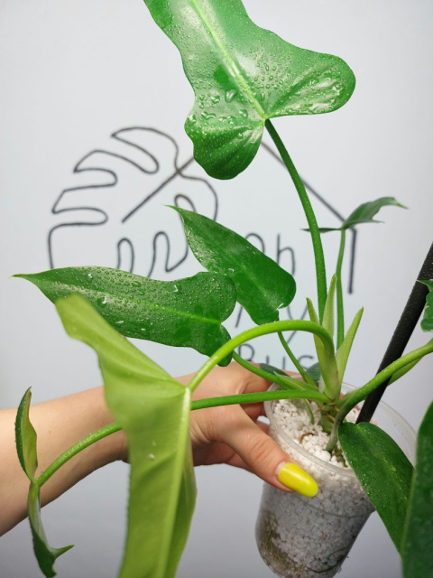 Philodendron Green Dragon | 35-40cm