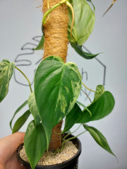 Philodendron Hederaceum var. Oxycardium Variegata | Sadzonka 2 | 60cm