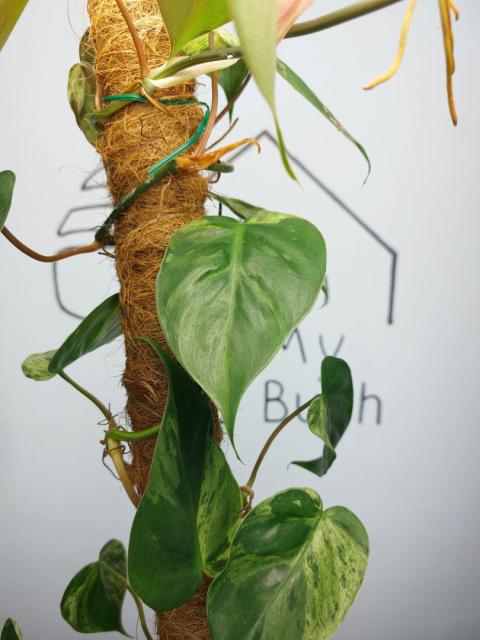 Philodendron Hederaceum var. Oxycardium Variegata | Sadzonka 2 | 60cm