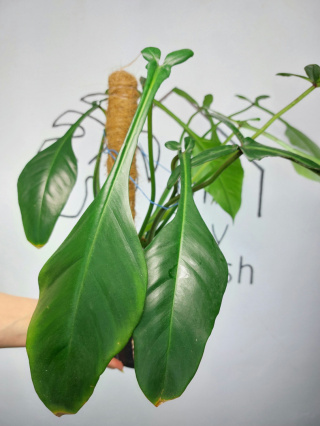 Philodendron Joepii | 40-45cm