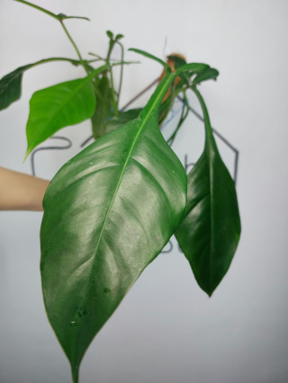 Philodendron Joepii | 40-45cm