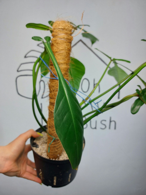 Philodendron Joepii | 40-45cm