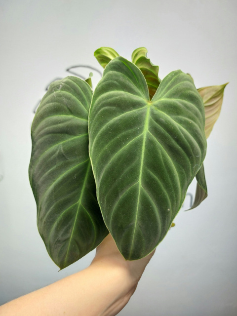 Philodendron Melanochrysum | Pędówka