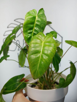 Philodendron Paraiso Verde | 35-40cm