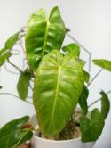 Philodendron Paraiso Verde | 35-40cm