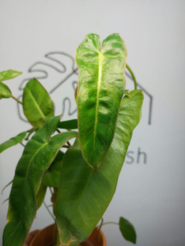 Philodendron Paraiso Verde | 40-45cm
