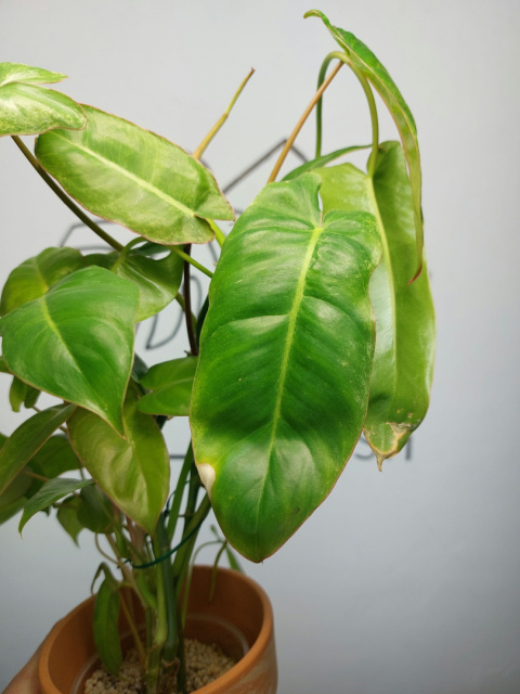 Philodendron Paraiso Verde | 40-45cm