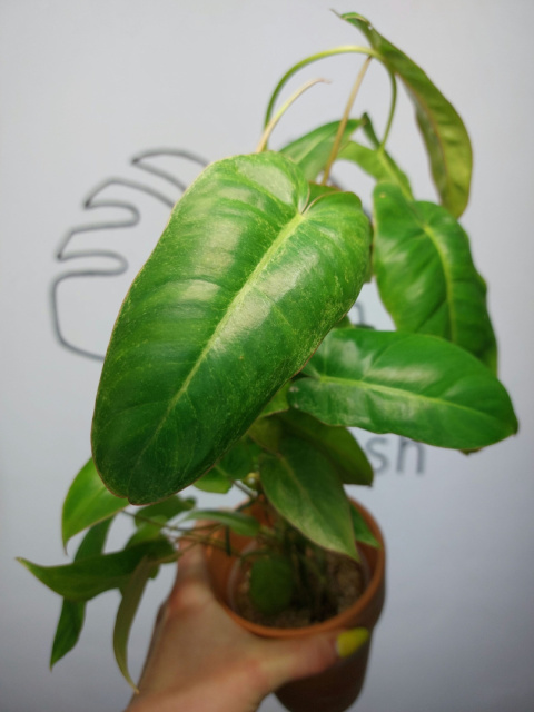 Philodendron Paraiso Verde | 40-45cm