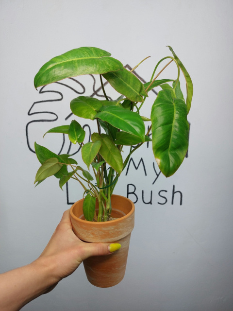 Philodendron Paraiso Verde | 40-45cm