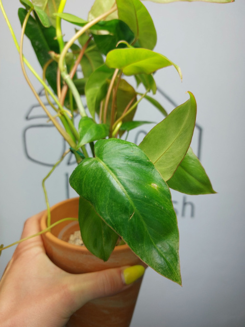 Philodendron Paraiso Verde | 40-45cm