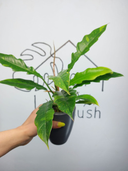 Philodendron Ring of Fire | 40-45cm