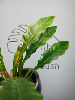 Philodendron Ring of Fire | 40-45cm