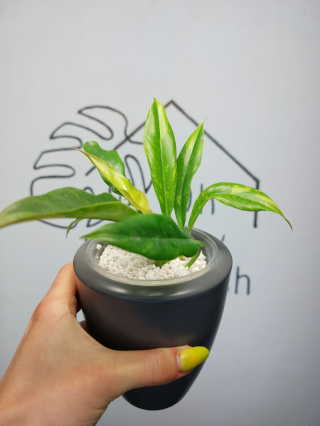 Philodendron Ring of Fire | Sadzonka 1 | 20cm