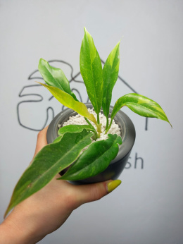 Philodendron Ring of Fire | Sadzonka 1 | 20cm