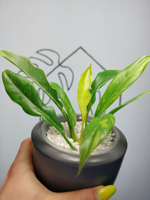 Philodendron Ring of Fire | Sadzonka 1 | 20cm