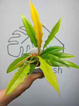 Philodendron Ring of Fire | Sadzonka 2 | 30cm