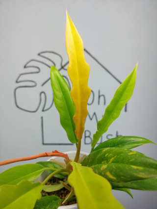 Philodendron Ring of Fire | Sadzonka 2 | 30cm