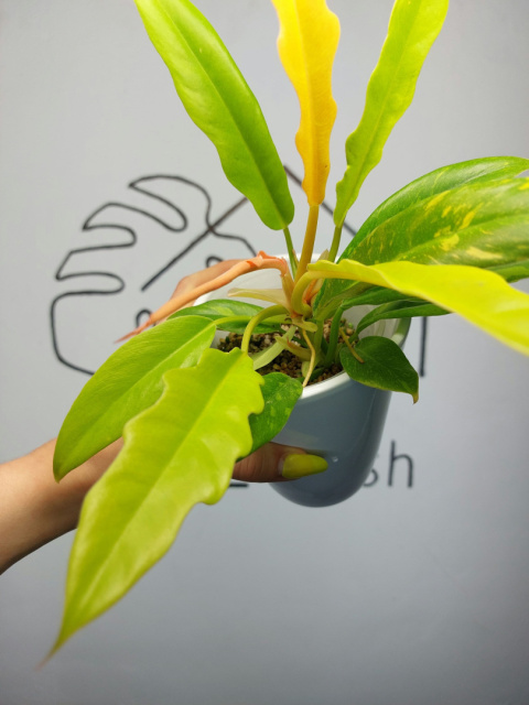 Philodendron Ring of Fire | Sadzonka 2 | 30cm