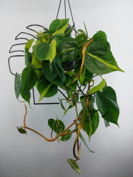 Philodendron Scandens Brasil | WISZĄCY