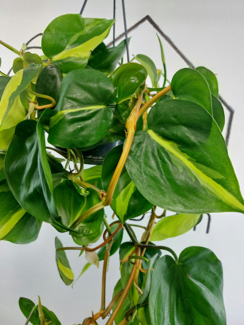 Philodendron Scandens Brasil | WISZĄCY