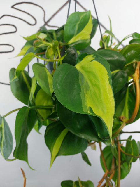 Philodendron Scandens Brasil | WISZĄCY