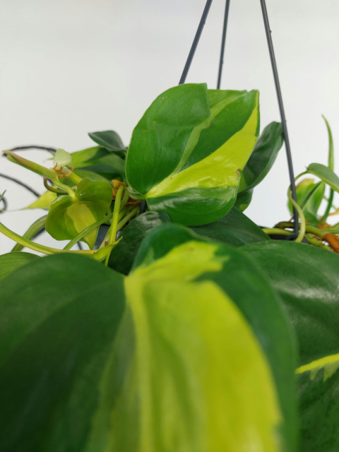 Philodendron Scandens Brasil | WISZĄCY