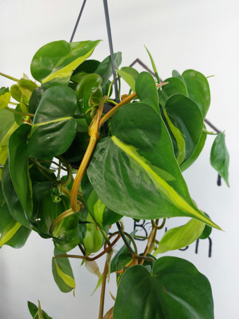 Philodendron Scandens Brasil | WISZĄCY